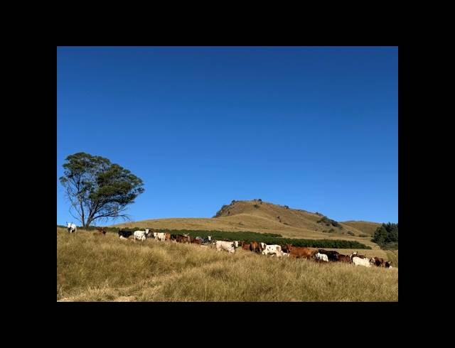 165HA FARM FOR SALE IN RICHMOND RURAL